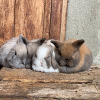 Coniglio ariete minilop