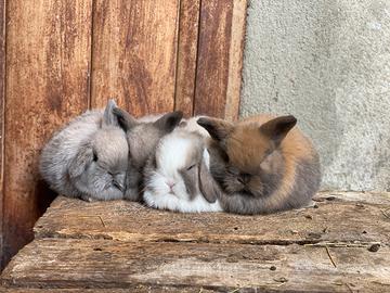 Coniglio ariete minilop