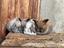 Immagine 1