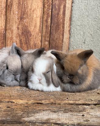 Coniglio ariete minilop