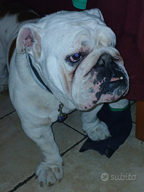 Bulldog inglese per monta
