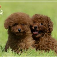 T barboncino oy rossi. red