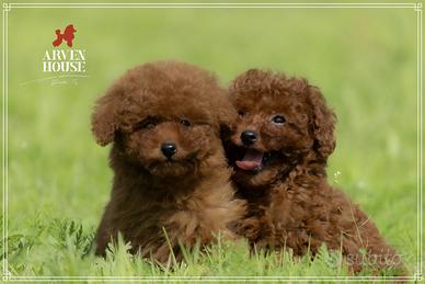 T barboncino oy rossi. red