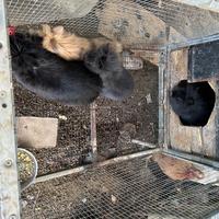 Galletti ornamenti, anatre mute e conigli nani