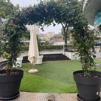 Due x arco di gelsomino