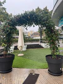 Due x arco di gelsomino