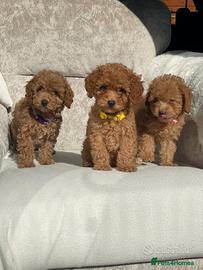 Cucciolata barboncini toy M e F