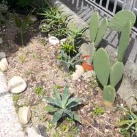 Piante mediteranee grasse