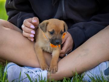 Cucciolo Pinscher e Chihuahua