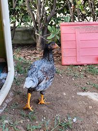 Pulcinotti galli galline