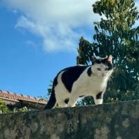 Adozione per questa gattina di qualche mese