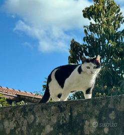 Adozione per questa gattina di qualche mese