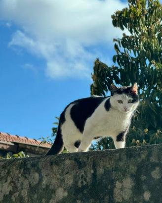 Adozione per questa gattina di qualche mese