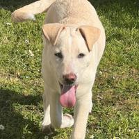 Somba mix labrador in adozione 3 mesi e 1/2