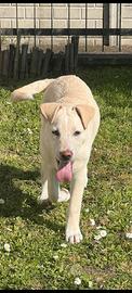 Somba mix labrador in adozione 3 mesi e 1/2