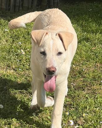 Somba mix labrador in adozione 3 mesi e 1/2