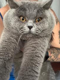 British shorthair per accoppiamento