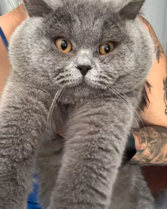 British shorthair per accoppiamento