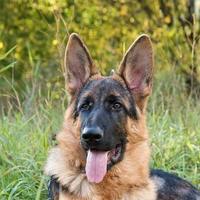 Cucciola di Pastore Tedesco - Pedigree Prestigioso