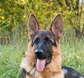 Cucciola di Pastore Tedesco - Pedigree Prestigioso