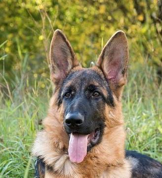 Cucciola di Pastore Tedesco - Pedigree Prestigioso