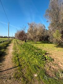 Terreno con casa campagna