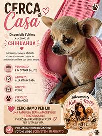 Chihuahua