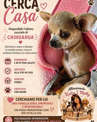 Chihuahua