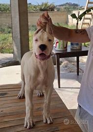 Dogo argentino