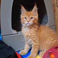 Cucciolo Maine Coon con Pedigree