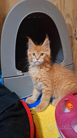 Cucciolo Maine Coon con Pedigree