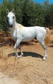 CAVALLO  ARABO 