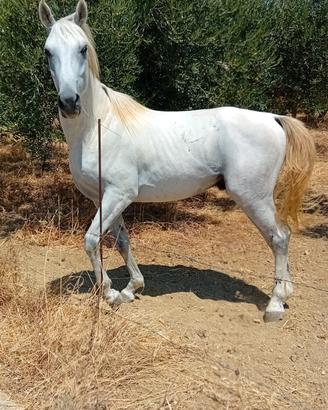 CAVALLO  ARABO 