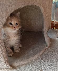gattini siberiani ipoallergenici con pedigree