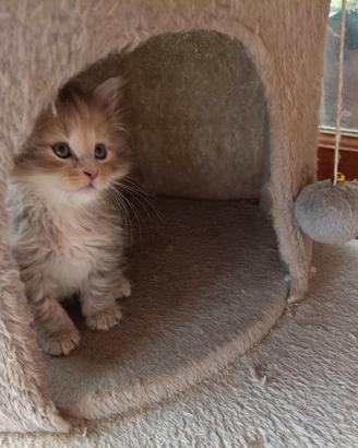 gattini siberiani ipoallergenici con pedigree