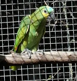 Amazzone Fronte Blu Xanthopteryx