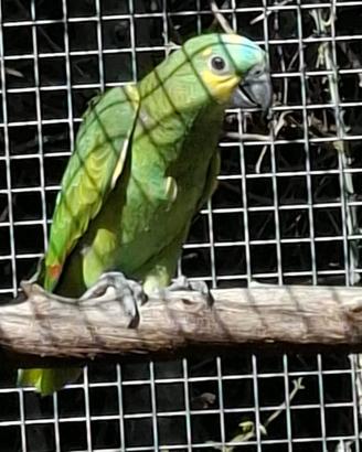 Amazzone Fronte Blu Xanthopteryx