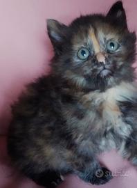 Cucciola femmina simil siberiano