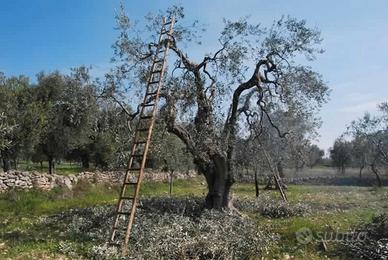 potature ad alberi di olive e frutteti in genere 