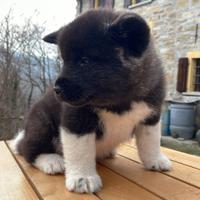 Cuccioli akita americano