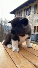 Cuccioli akita americano