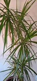 Dracaena Marginata (Tronchetto della felicità)