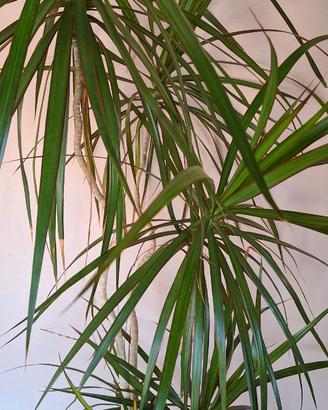 Dracaena Marginata (Tronchetto della felicità)