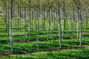 Terreno Agricolo Roviano [Cod. rif 3223294VRG]