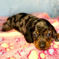 Cuccioli bassotto Arlecchino con pedigree