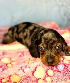Cuccioli bassotto Arlecchino con pedigree
