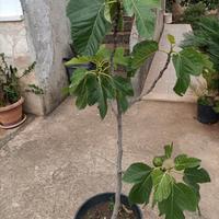 Alberi di fichi con frutto e altre piante