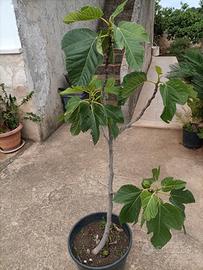 Alberi di fichi con frutto e altre piante