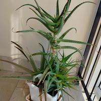 Pollone A'loe Arborescens.