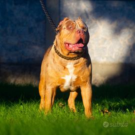 American Bully XL disponibile per monta